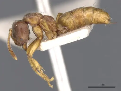 Brachyponera lutea - CASENT0902499