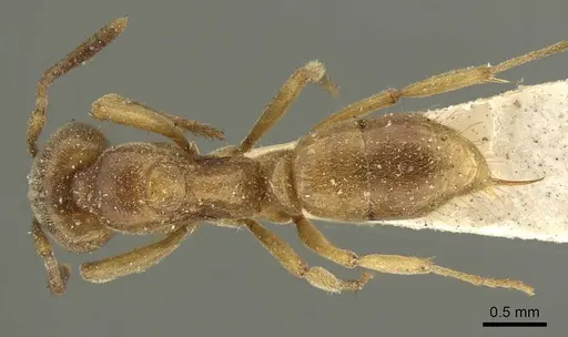 Brachyponera lutea - CASENT0915668