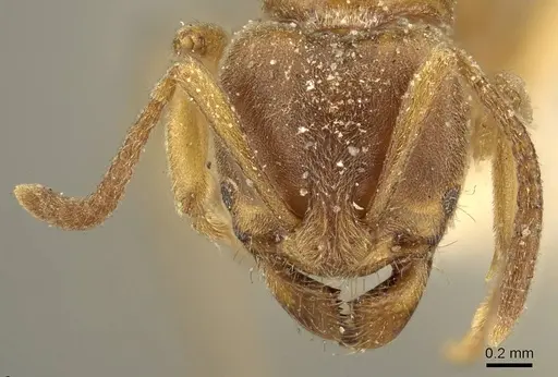 Brachyponera lutea - CASENT0915668