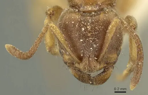 Brachyponera lutea - CASENT0915668