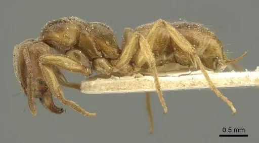 Brachyponera lutea - CASENT0915668