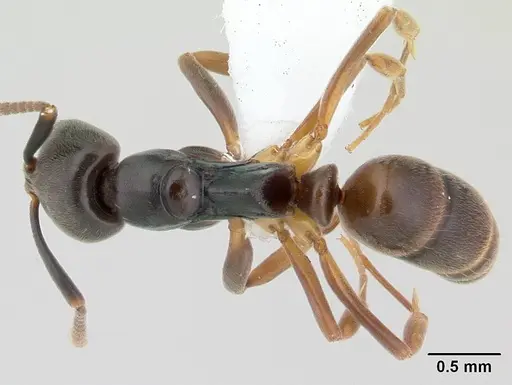 Brachyponera luteipes specimen