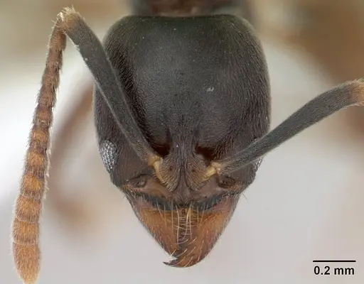 Brachyponera luteipes specimen
