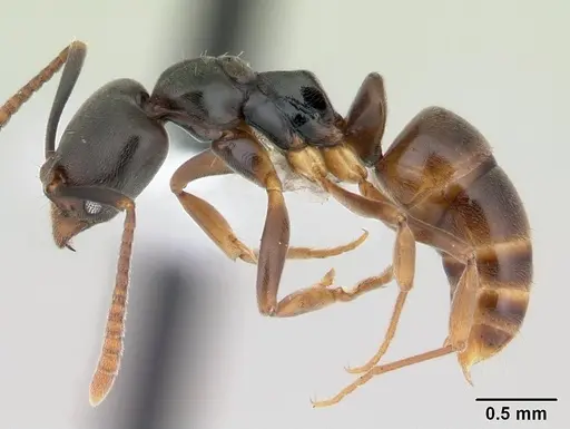 Brachyponera luteipes specimen