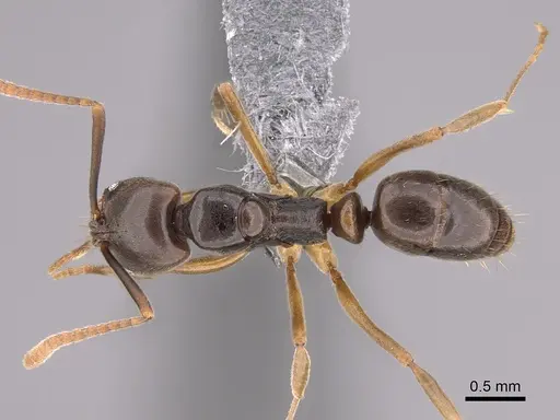 Brachyponera pilidorsalis specimen