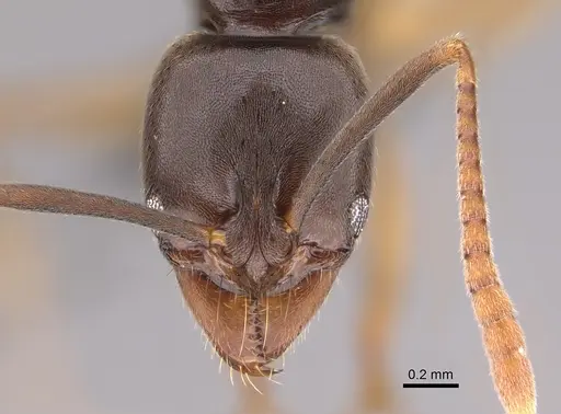 Brachyponera pilidorsalis specimen