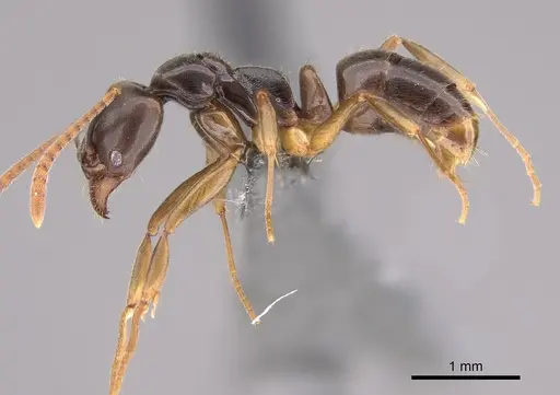 Brachyponera pilidorsalis specimen