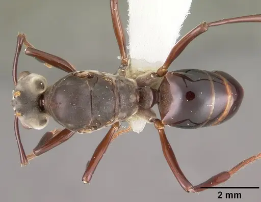 Bregmatomyrma carnosa specimen