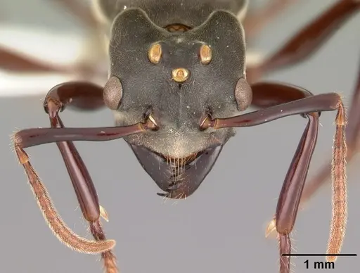 Bregmatomyrma carnosa specimen