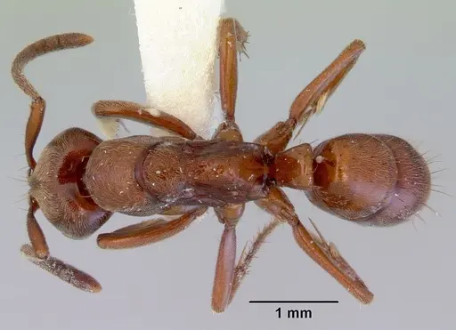 Buniapone amblyops specimen