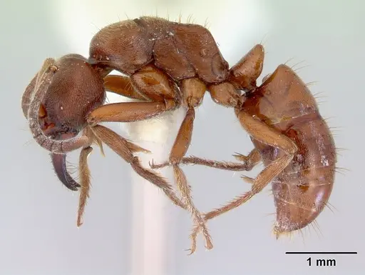 Buniapone amblyops specimen