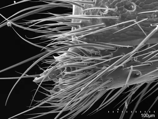 Buniapone amblyops - CASENT0384786