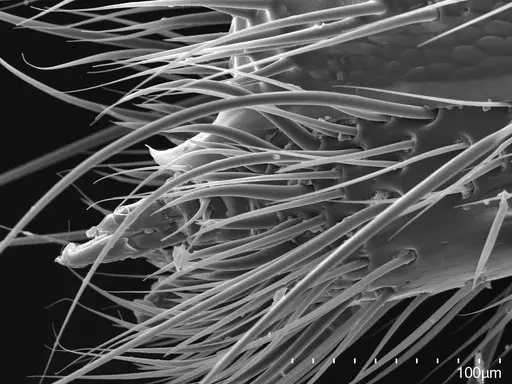 Buniapone amblyops - CASENT0384786