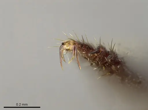 Buniapone amblyops - CASENT0384973