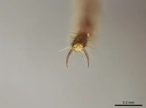 Buniapone amblyops - CASENT0384973