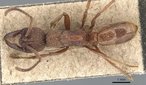 Buniapone amblyops - CASENT0903944