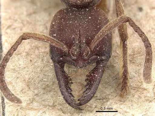 Buniapone amblyops - CASENT0903944