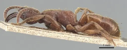 Buniapone amblyops - CASENT0903944