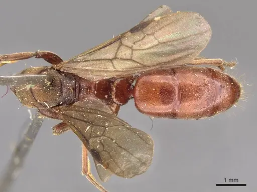 Buniapone amblyops - CASENT0907292