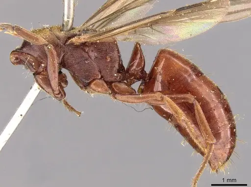 Buniapone amblyops - CASENT0907292