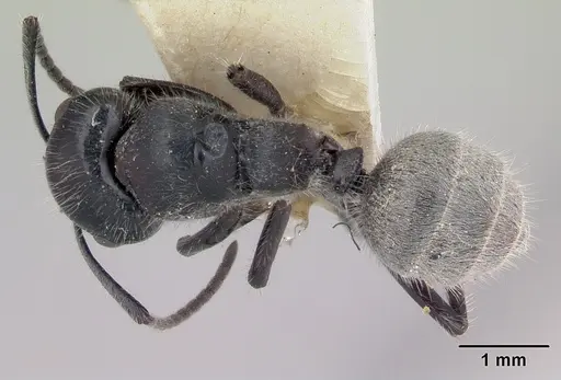 Calomyrmex albertisi specimen