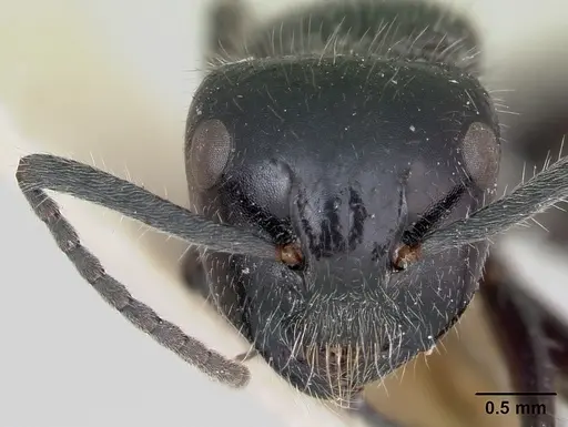 Calomyrmex albertisi specimen