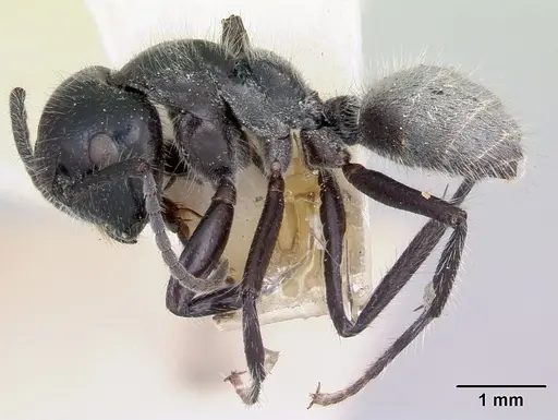 Calomyrmex albertisi specimen