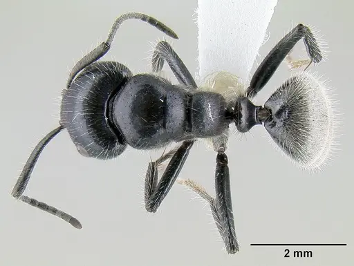Calomyrmex albertisi - CASENT0106006