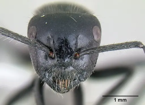 Calomyrmex albertisi - CASENT0106006