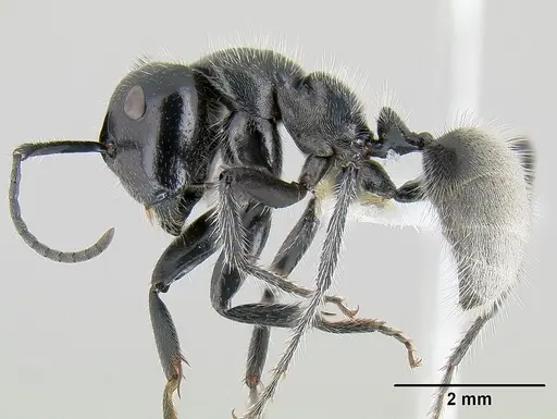 Calomyrmex albertisi - CASENT0106006