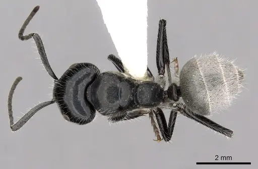 Calomyrmex albertisi - CASENT0249960