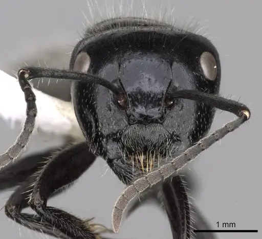 Calomyrmex albertisi - CASENT0249960