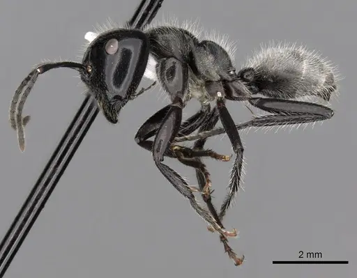 Calomyrmex albertisi - CASENT0249960