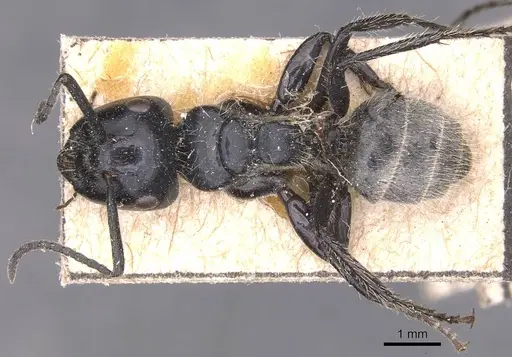 Calomyrmex albertisi - CASENT0905538