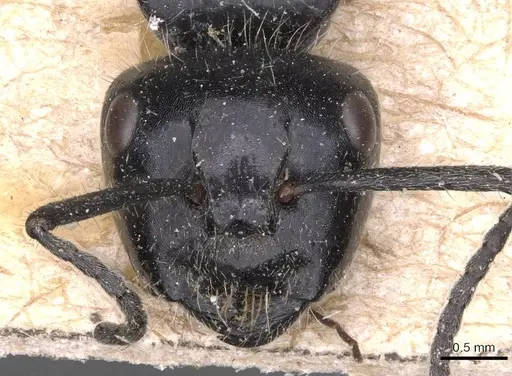 Calomyrmex albertisi - CASENT0905538