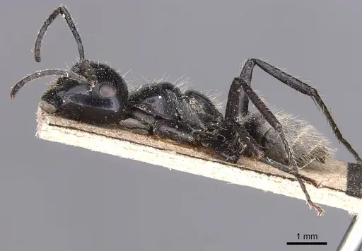 Calomyrmex albertisi - CASENT0905538