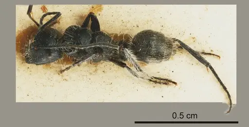 Calomyrmex albopilosus specimen