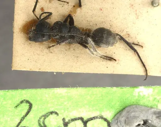 Calomyrmex albopilosus specimen