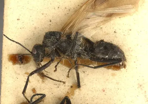 Calomyrmex albopilosus - ANTWEB1008141