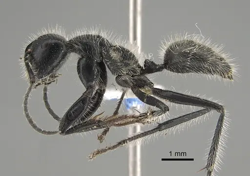 Calomyrmex albopilosus - CASENT0887757