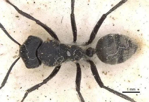 Calomyrmex albopilosus - CASENT0906856