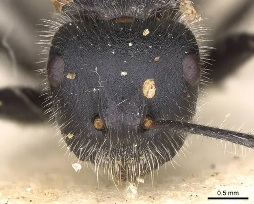 Calomyrmex albopilosus - CASENT0906856