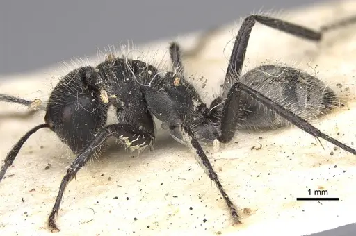 Calomyrmex albopilosus - CASENT0906856