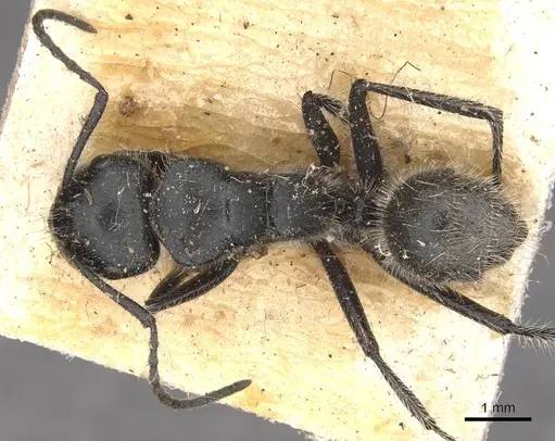 Calomyrmex albopilosus - CASENT0910756