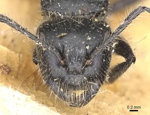 Calomyrmex albopilosus - CASENT0910756