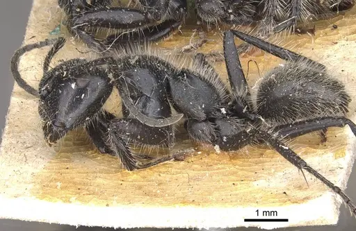 Calomyrmex albopilosus - CASENT0910756