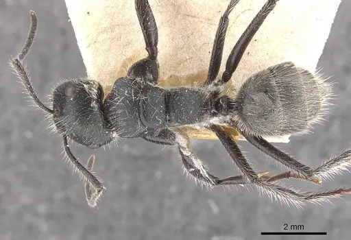 Calomyrmex albopilosus - CASENT0910757