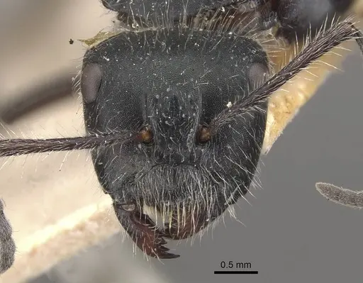 Calomyrmex albopilosus - CASENT0910757