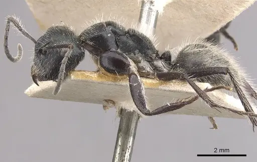 Calomyrmex albopilosus - CASENT0910757