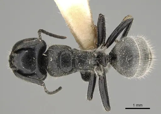 Calomyrmex impavidus specimen